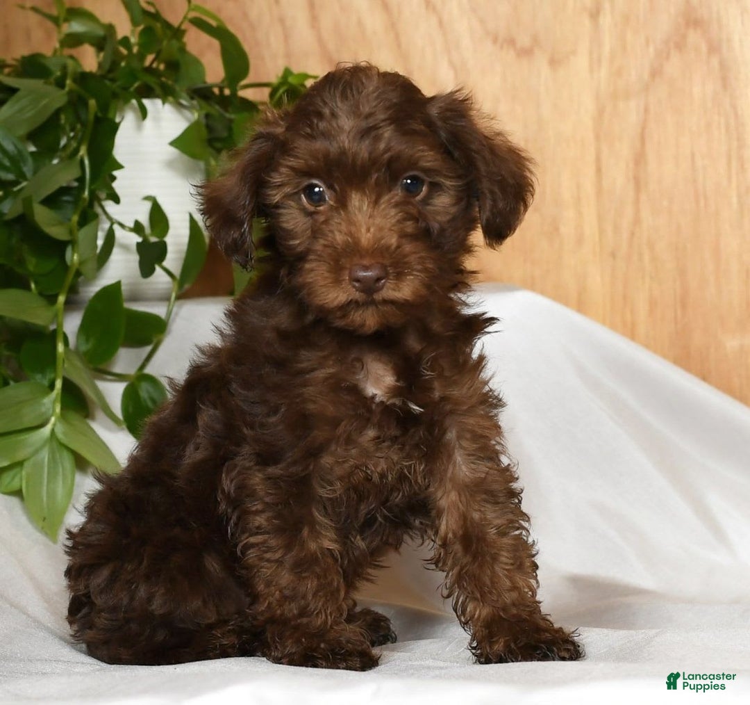 Yorkiepoo dogs for sale: Tanner - Image 1