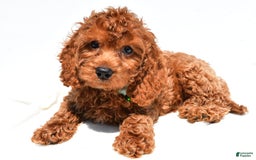 Cockapoo dogs for sale: Lucky - Image 3