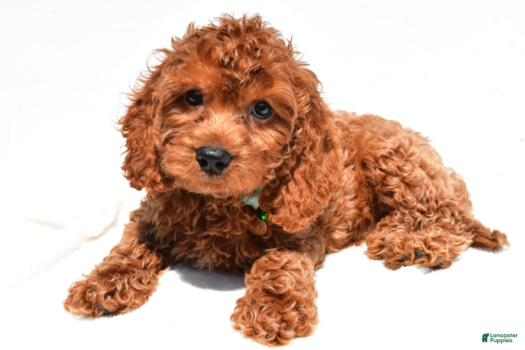 Cockapoo dogs for sale: Lucky - Image 3