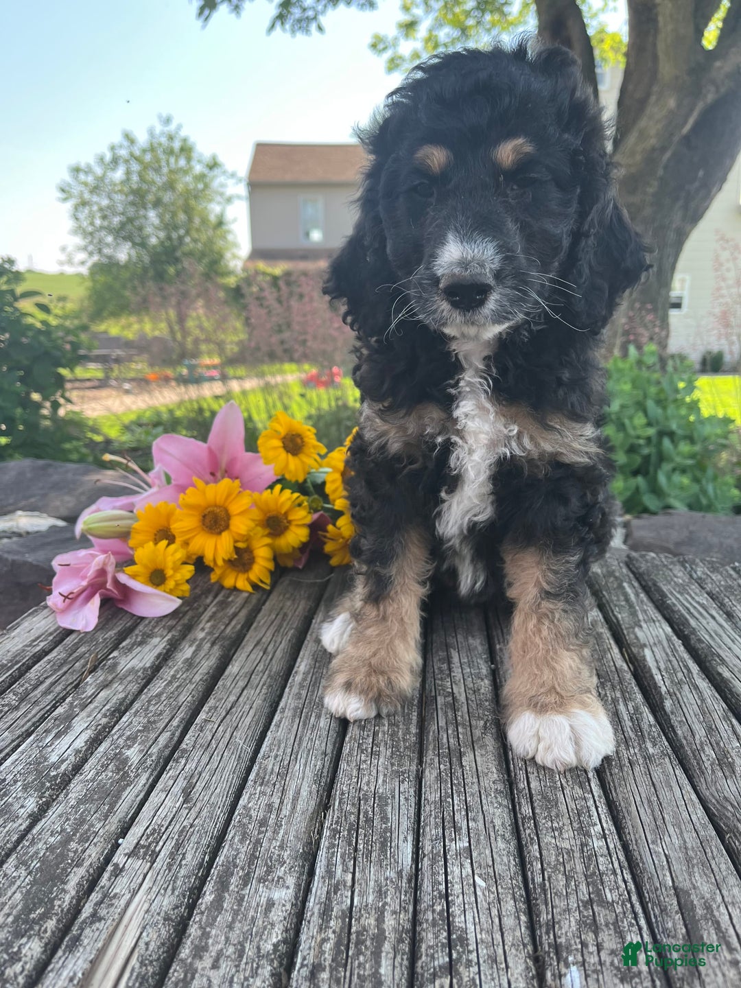 Bernedoodle dogs for sale: Joy - Image 3