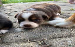 Miniature Australian Shepherd dogs for sale: Jane - Image 10
