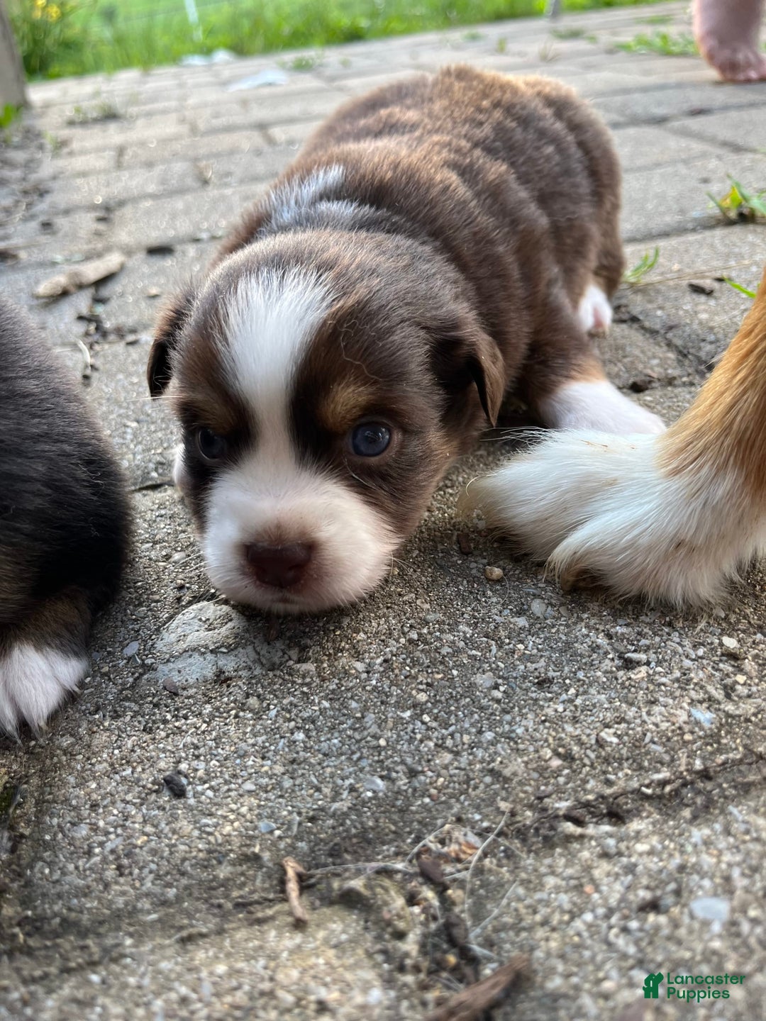 Miniature Australian Shepherd dogs for sale: Jane - Image 10