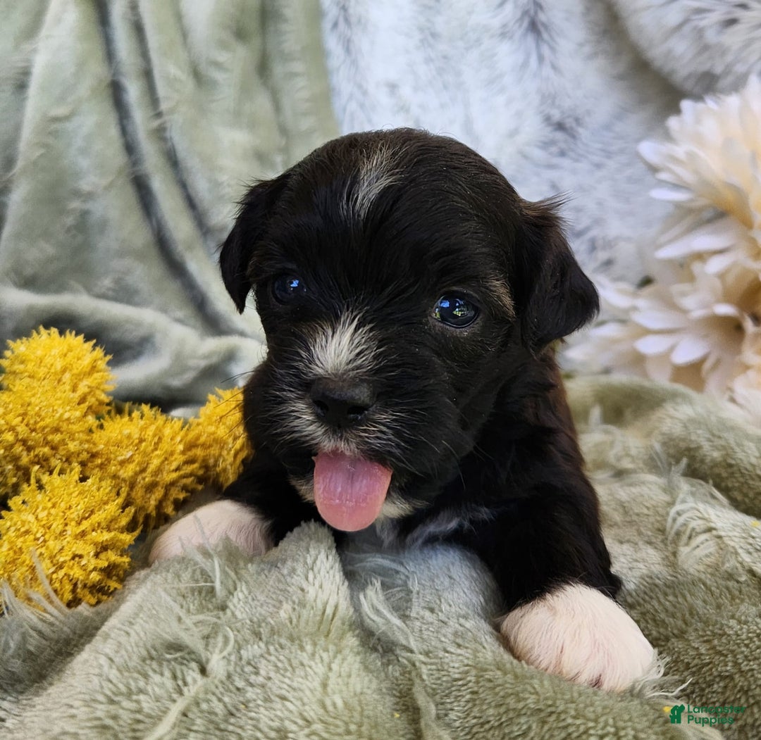 Shihpoo dogs for sale: Snickers - Image 6