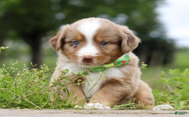 Miniature Australian Shepherd dogs for sale - Ad 1