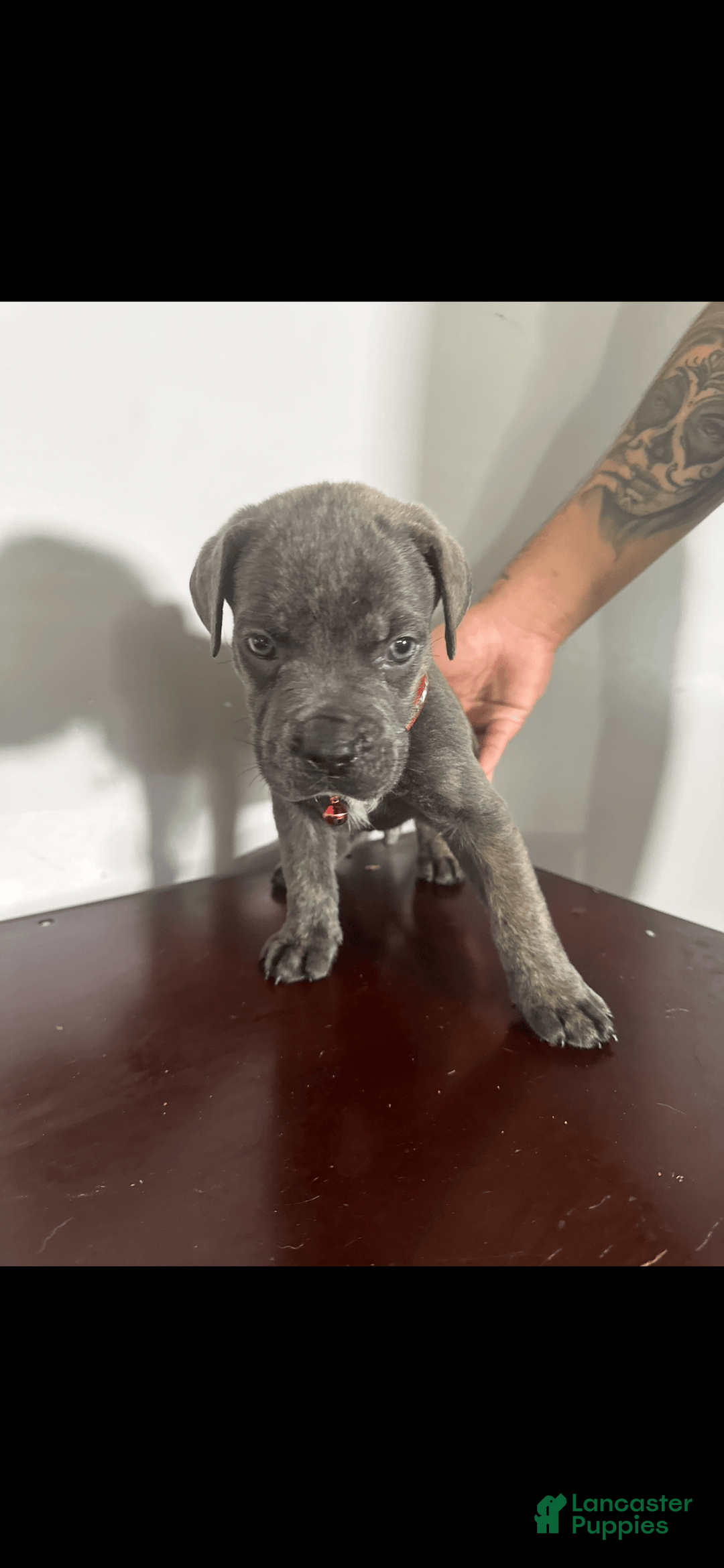 Cane Corso dogs for sale: Kash - Image 1