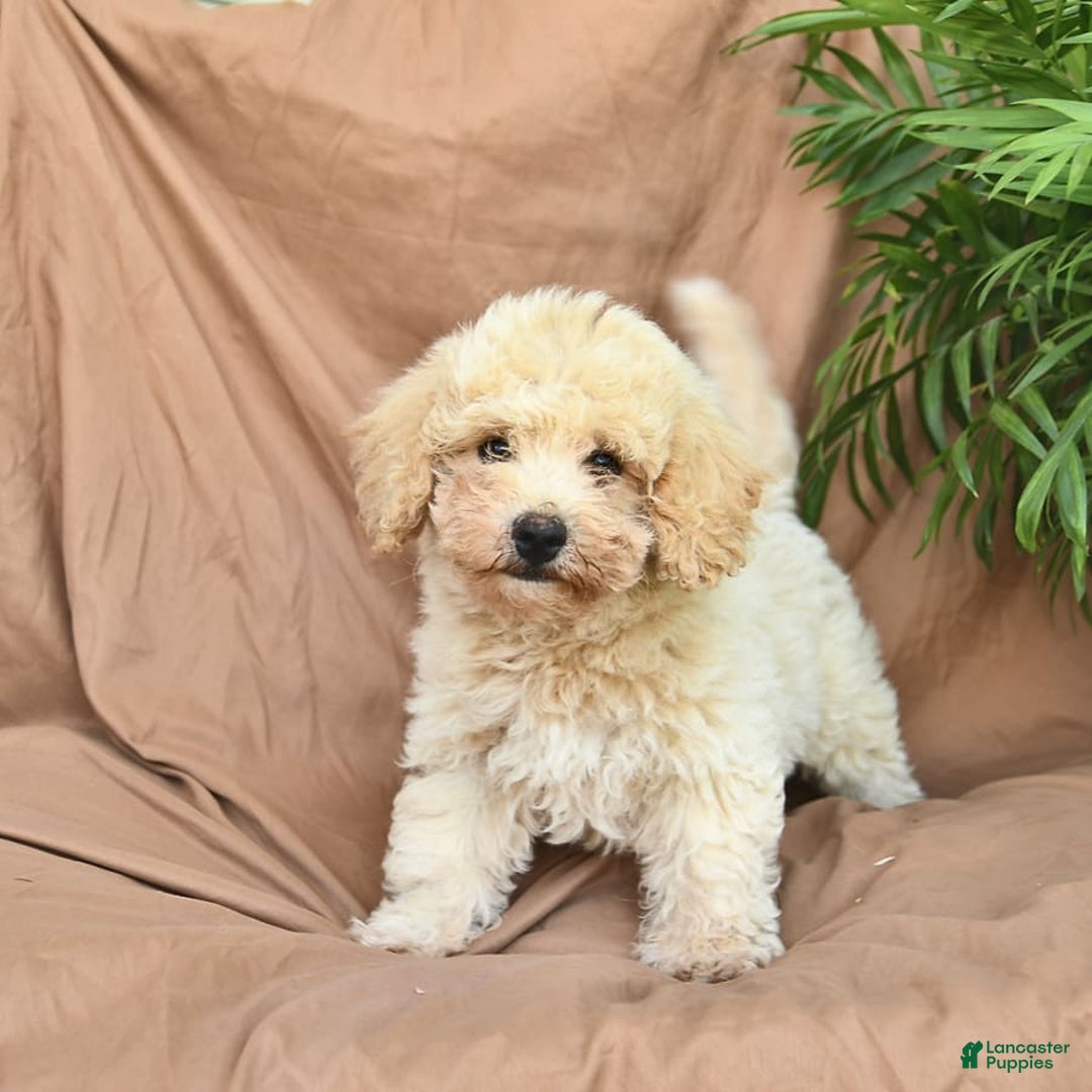 Bichpoo dogs for sale: Lifesaver - Image 10