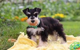 Miniature Schnauzer dogs for sale: Denver - Image 2