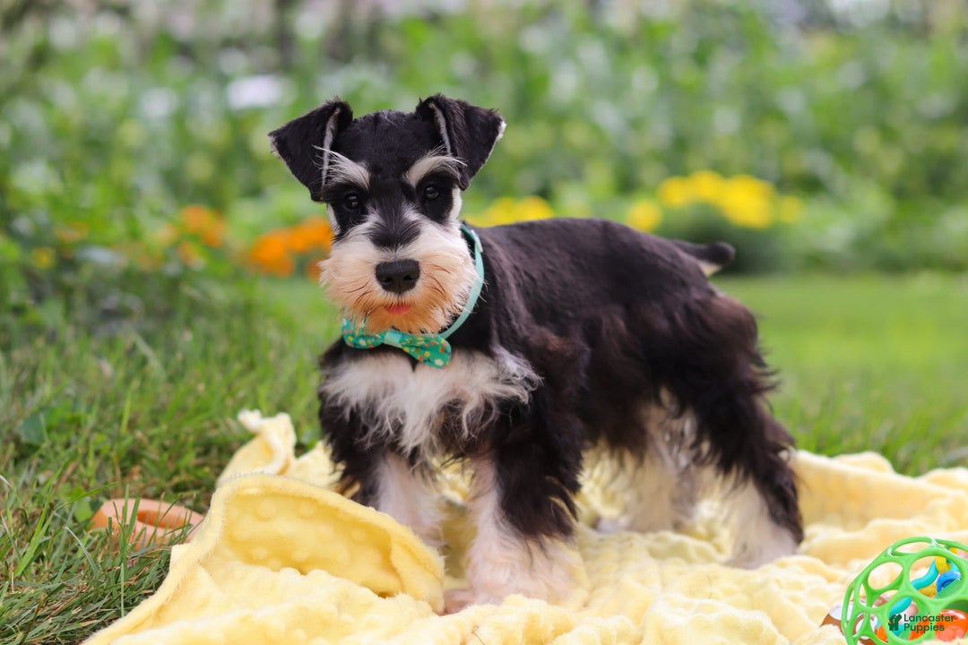 Miniature Schnauzer dogs for sale: Denver - Image 2
