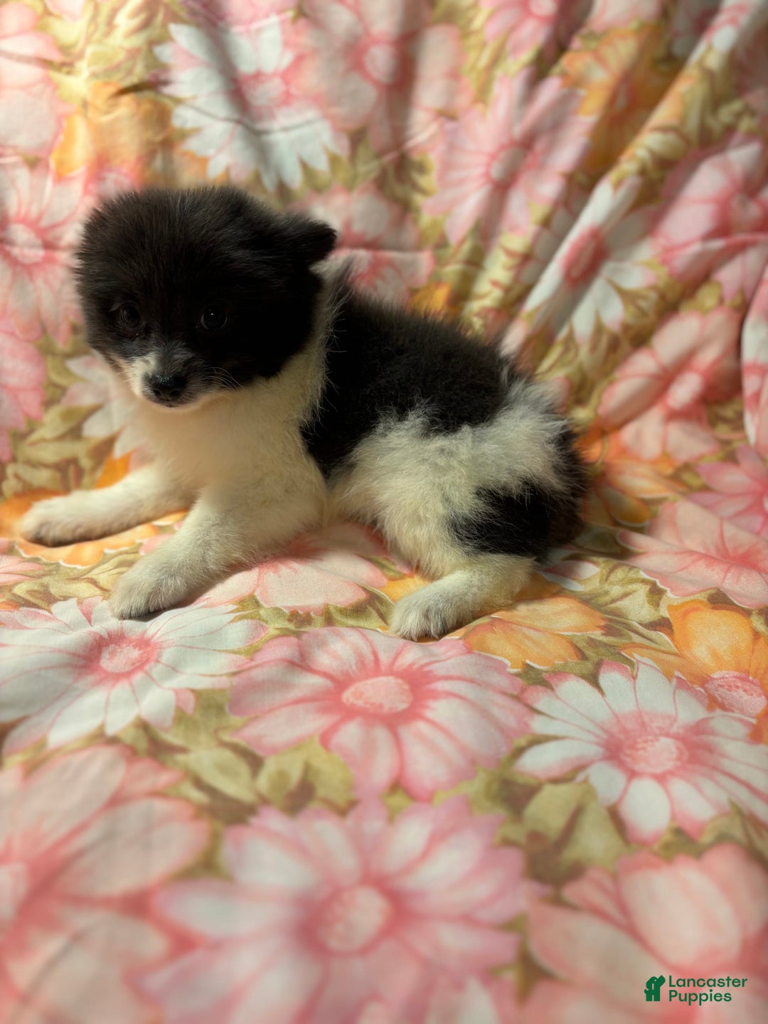 Pomeranian dogs for sale: Parti Girl - Image 3