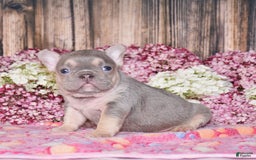 French Bulldog dogs for sale: Mason - Image 6