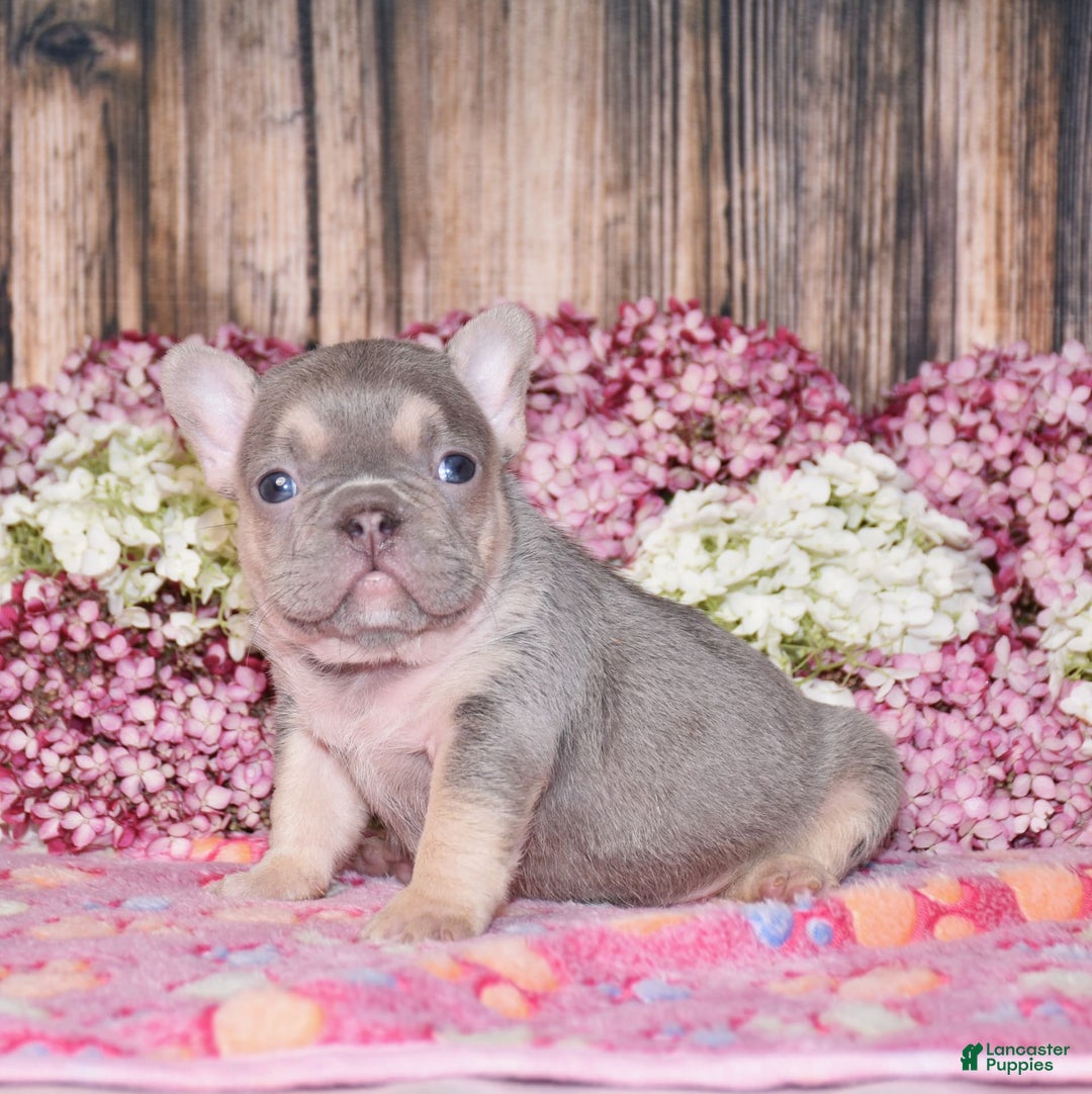 French Bulldog dogs for sale: Mason - Image 6