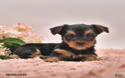 Yorkshire Terrier dogs for sale: Regina - Image 2