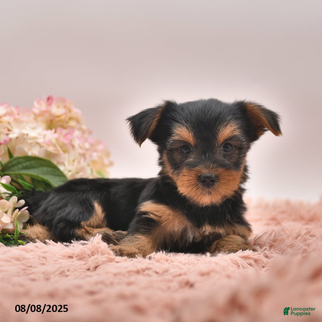 Yorkshire Terrier dogs for sale: Regina - Image 2