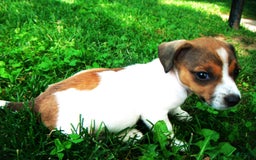 Jack Russell Terrier dogs for sale: Splotches - Image 4