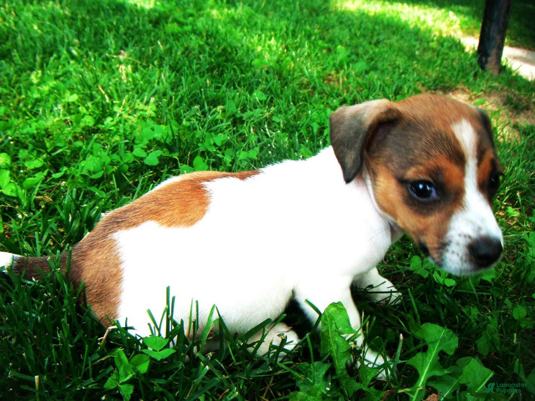 Jack Russell Terrier dogs for sale: Splotches - Image 4