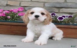 Cocker Spaniel dogs for sale: Ozzy - Image 4