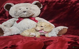Miniature Dachshund dogs for sale: RAYA - Image 10