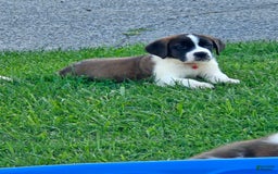Saint Bernard dogs for sale: Will - Image 1