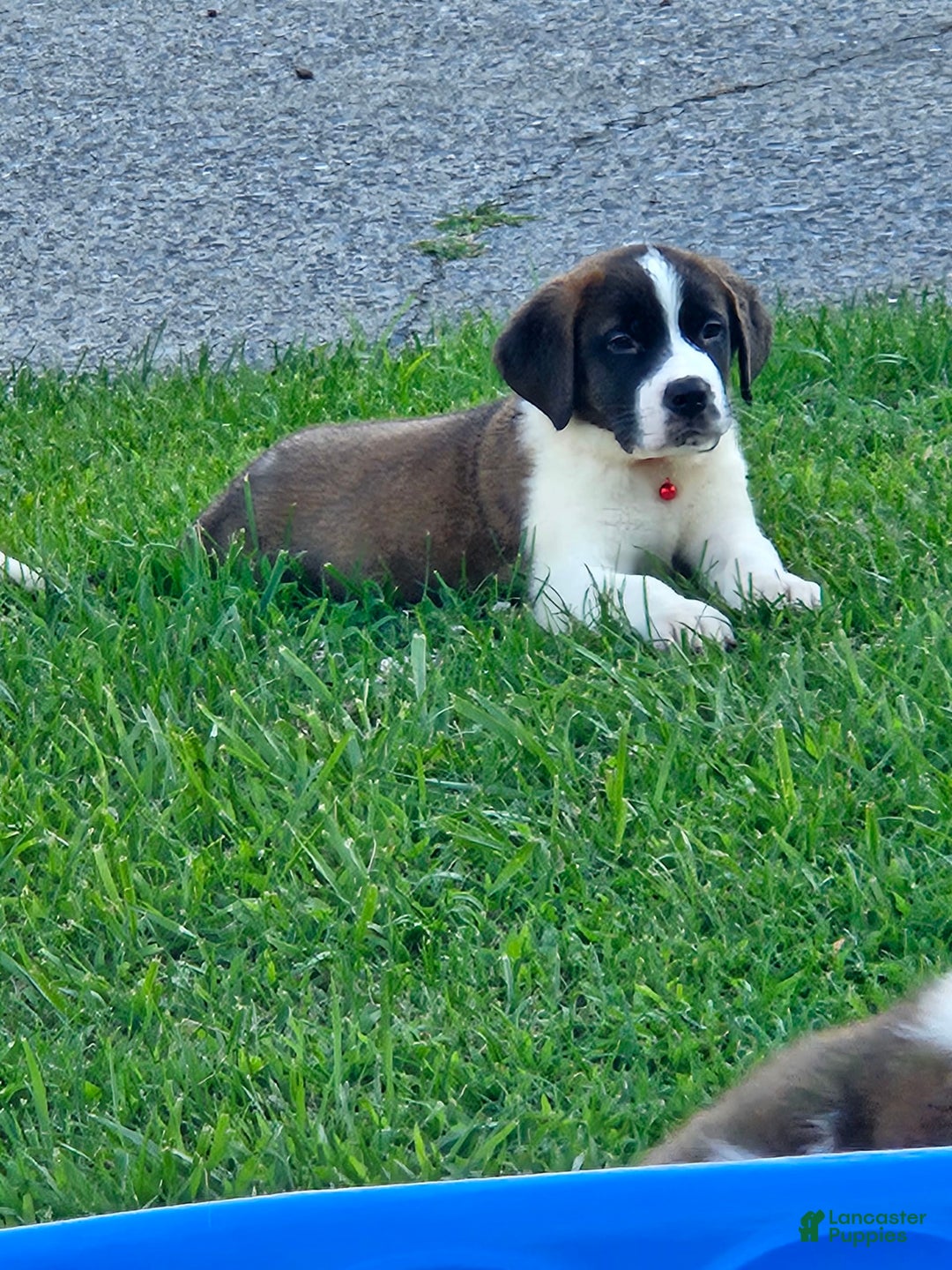Saint Bernard dogs for sale: Will - Image 1