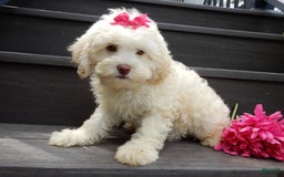 Cockapoo dogs for sale: Juliet - Image 2