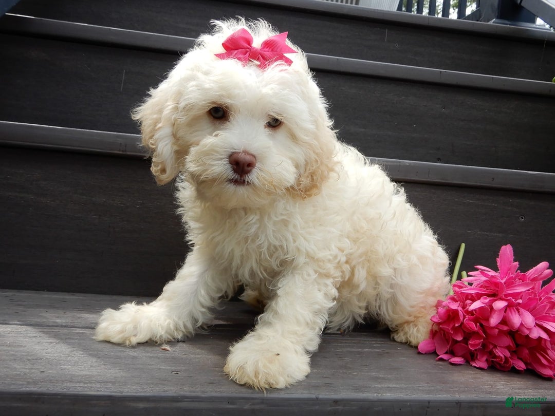 Cockapoo dogs for sale: Juliet - Image 2