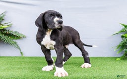Great Dane dogs for sale: Trever - Image 13