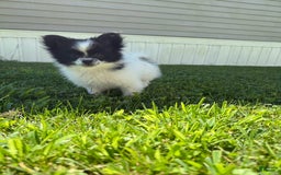 Papillon dogs for sale: Grizzle - Image 5