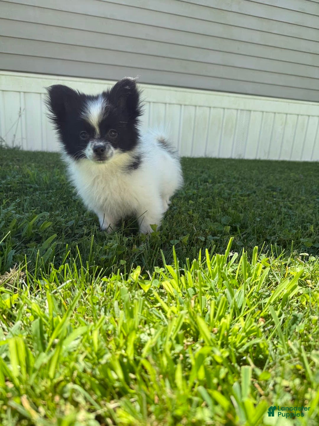 Papillon dogs for sale: Grizzle - Image 5