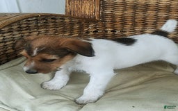 Jack Russell Terrier dogs for sale: Gilbert - Image 4
