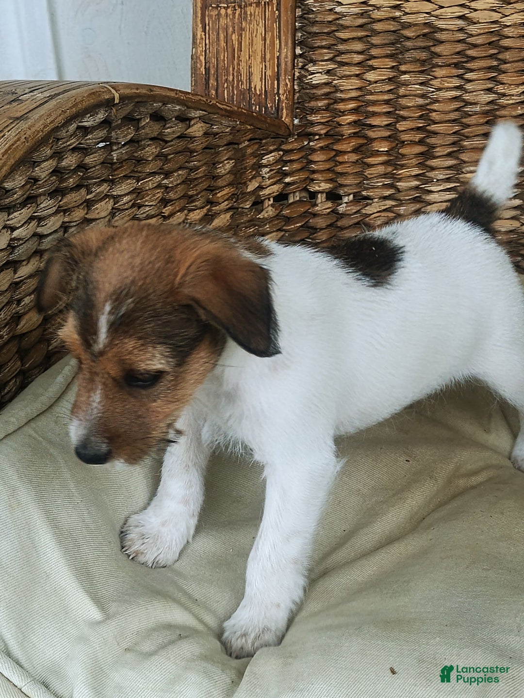 Jack Russell Terrier dogs for sale: Gilbert - Image 4
