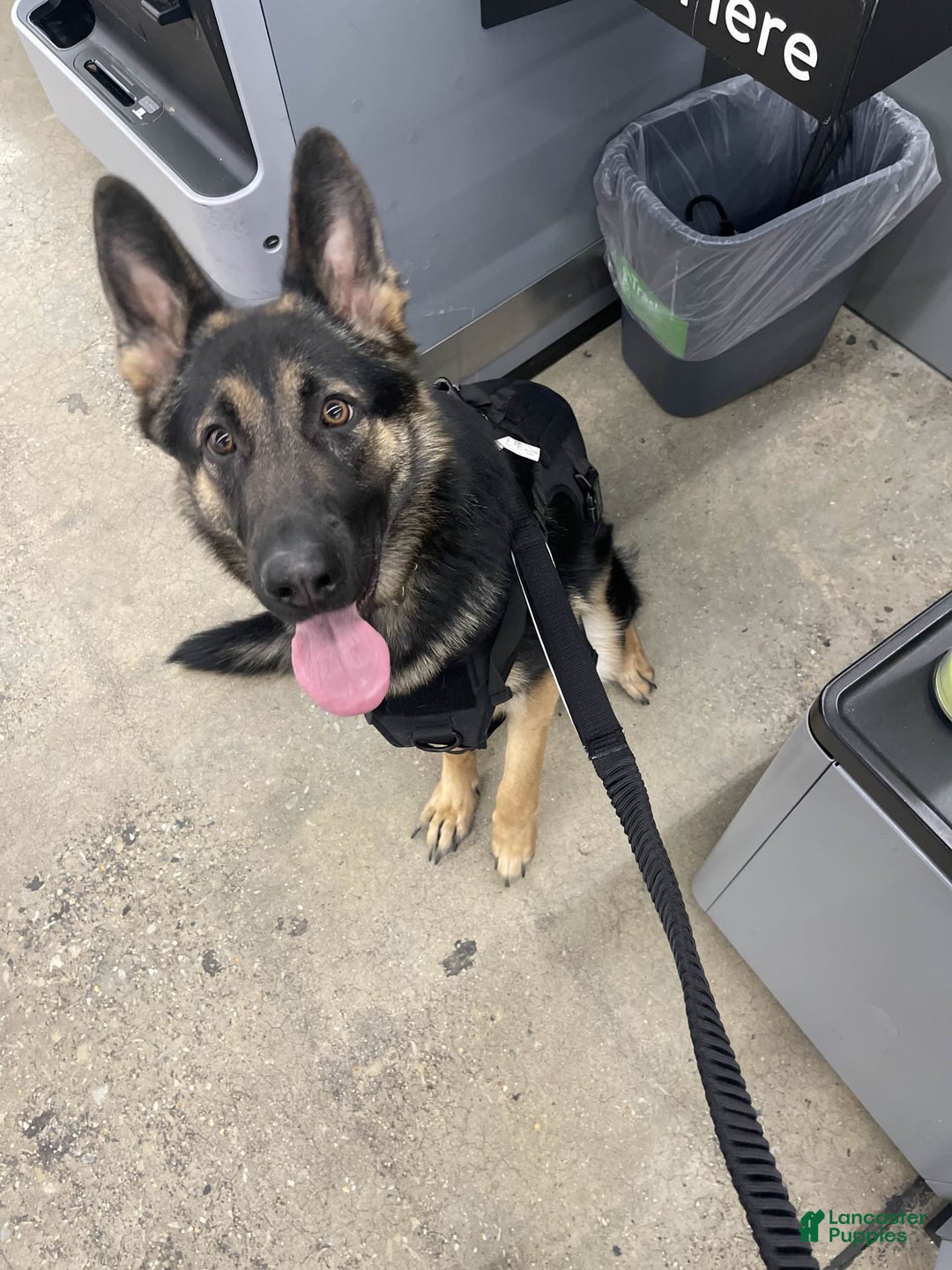 German Shepherd dogs for sale: Luna - Image 7