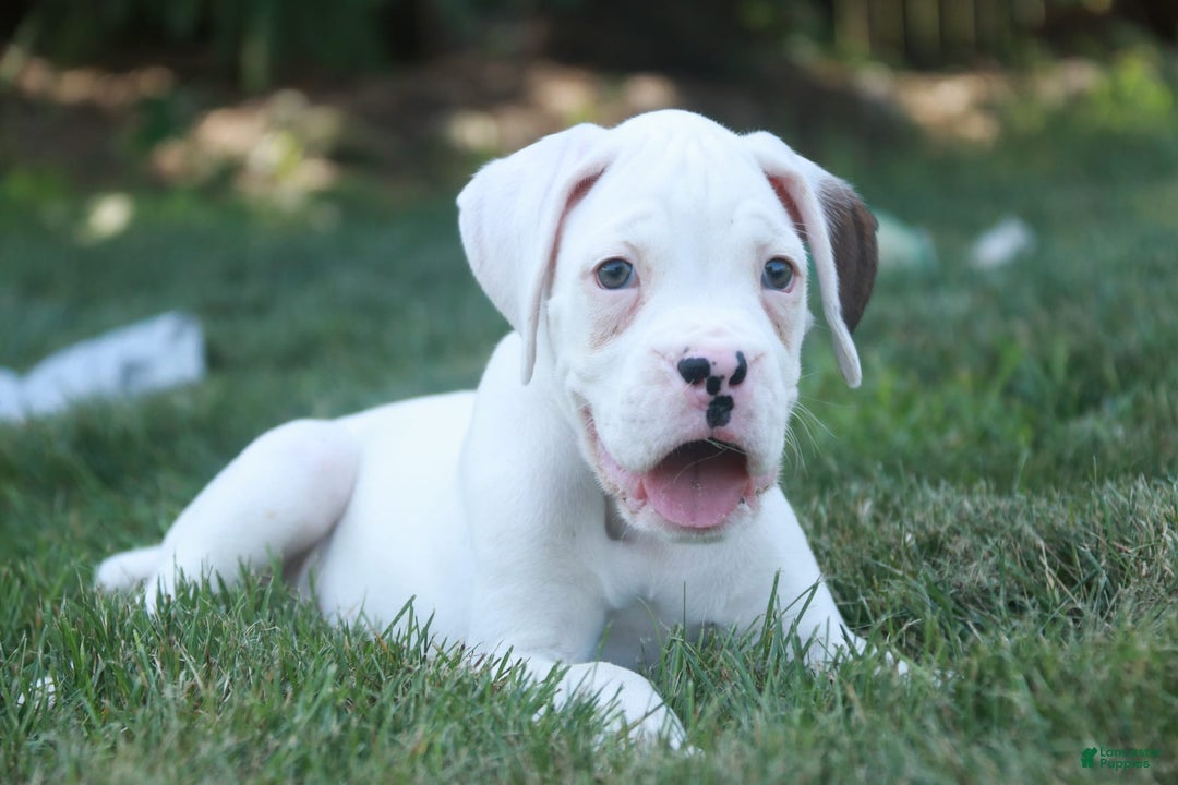 Boxer dogs for sale: Edward - Image 6