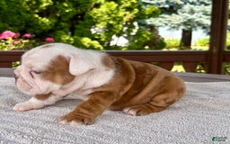 English Bulldog dogs for sale: Clyde - Image 5