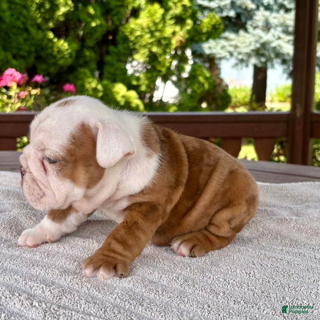 English Bulldog dogs for sale: Clyde - Image 5