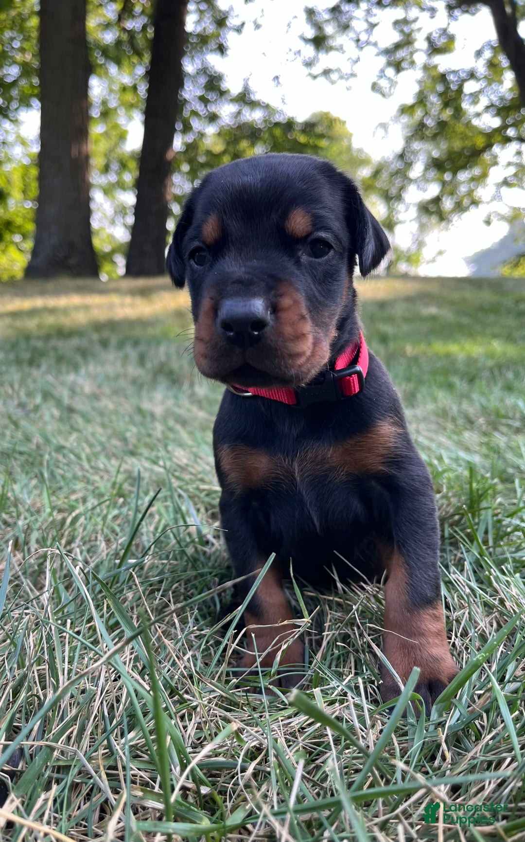 Doberman Pinscher dogs for sale: Dante - Image 1