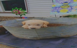 Labrador Retriever dogs for sale: Kobe - Image 1