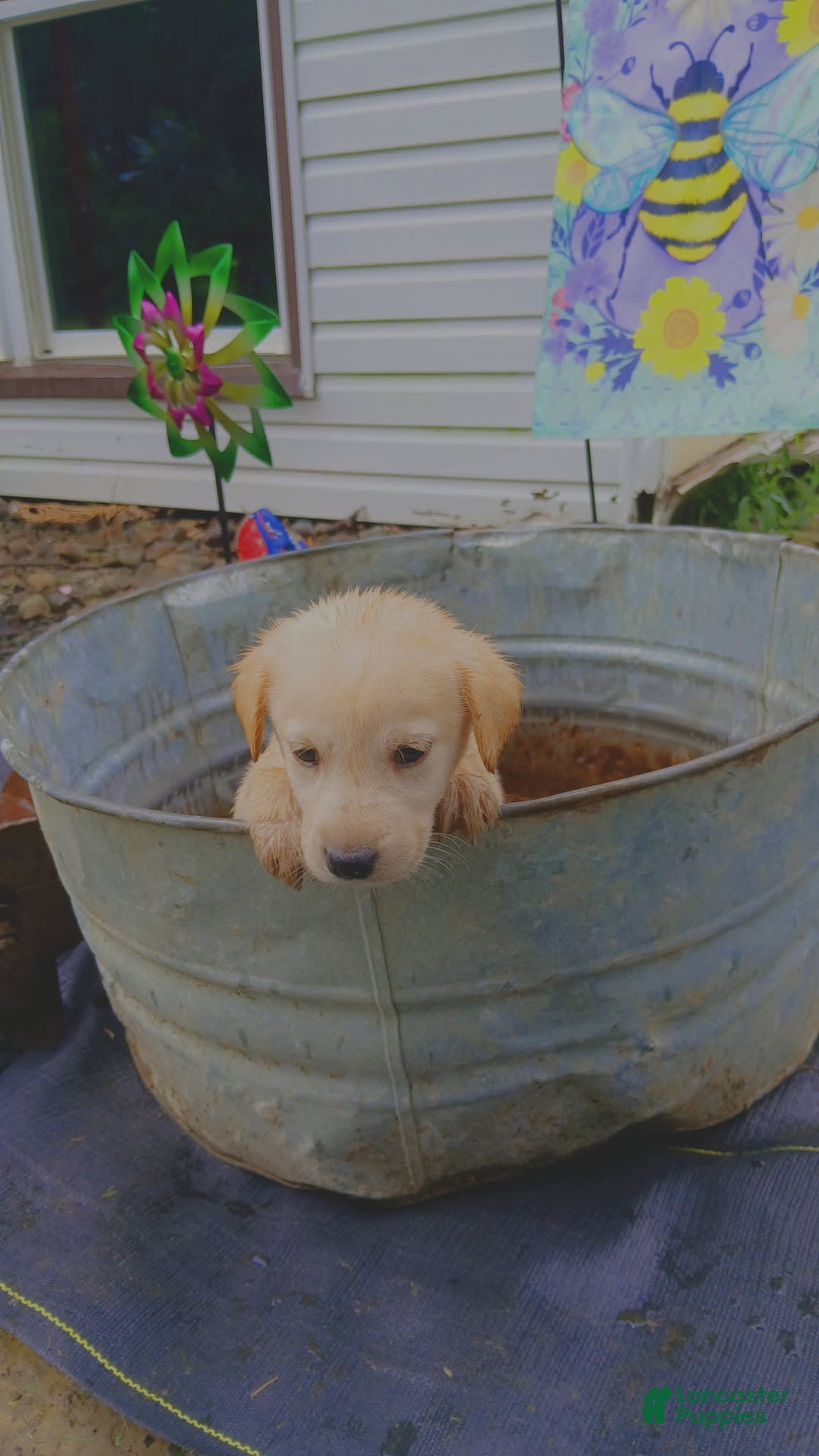 Labrador Retriever dogs for sale: Kobe - Image 1