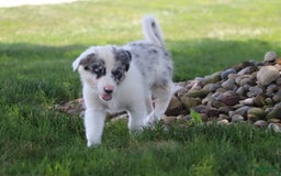 Border Collie dogs for sale: Lance - Image 7