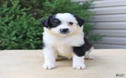 Miniature Australian Shepherd dogs for sale: Miniature Australian Shepherd 8 puppies - Image 1