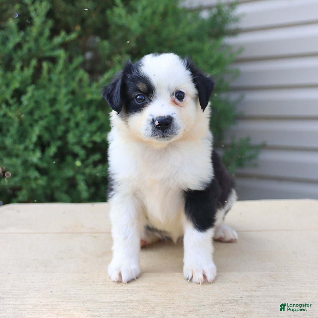 Miniature Australian Shepherd dogs for sale: Miniature Australian Shepherd 8 puppies - Image 1