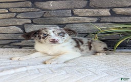 Australian Shepherd dogs for sale: Skye - Image 3