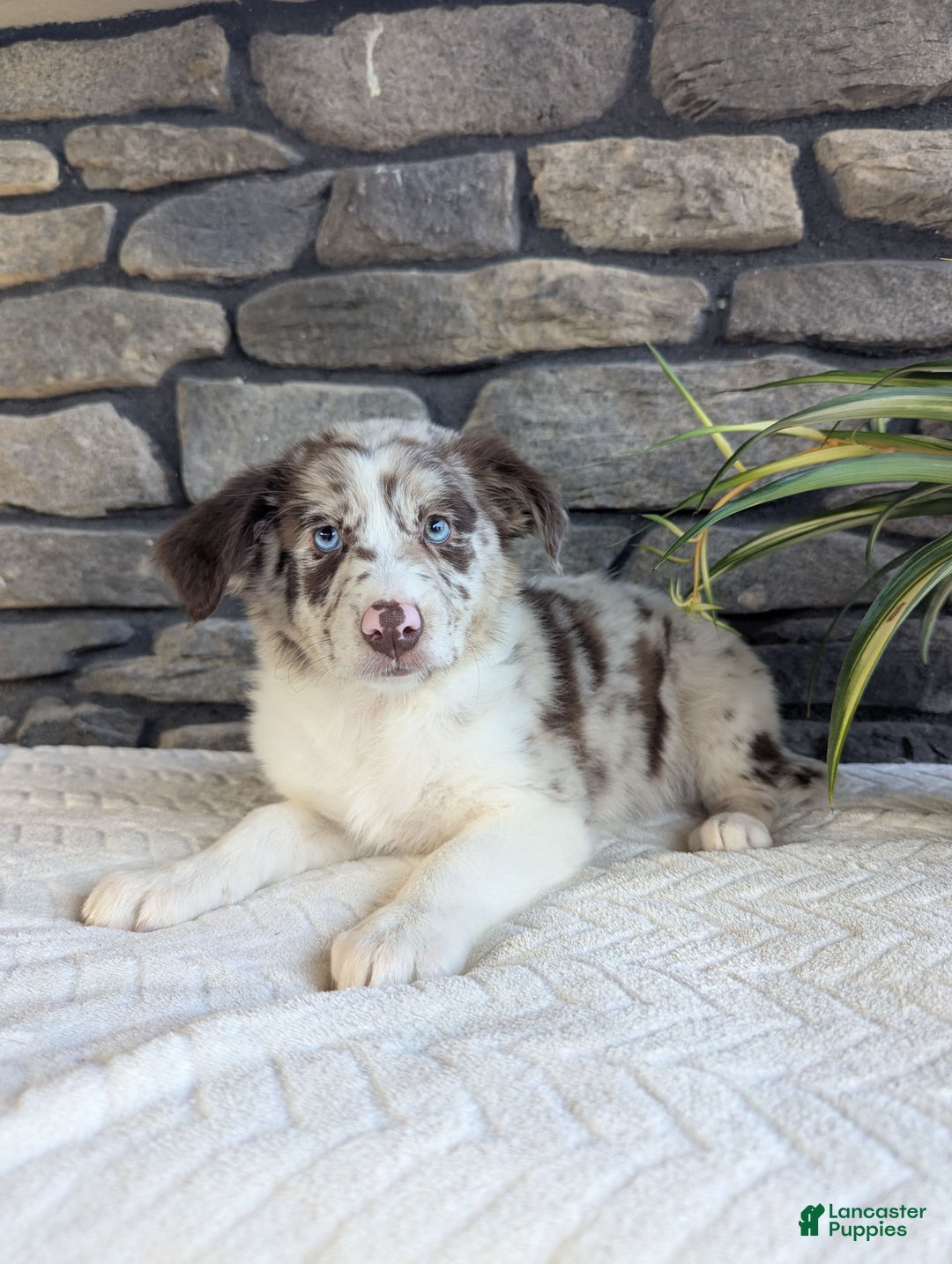 Australian Shepherd dogs for sale: Skye - Image 3