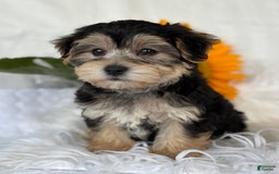 Morkie dogs for sale: LUKE - Image 5