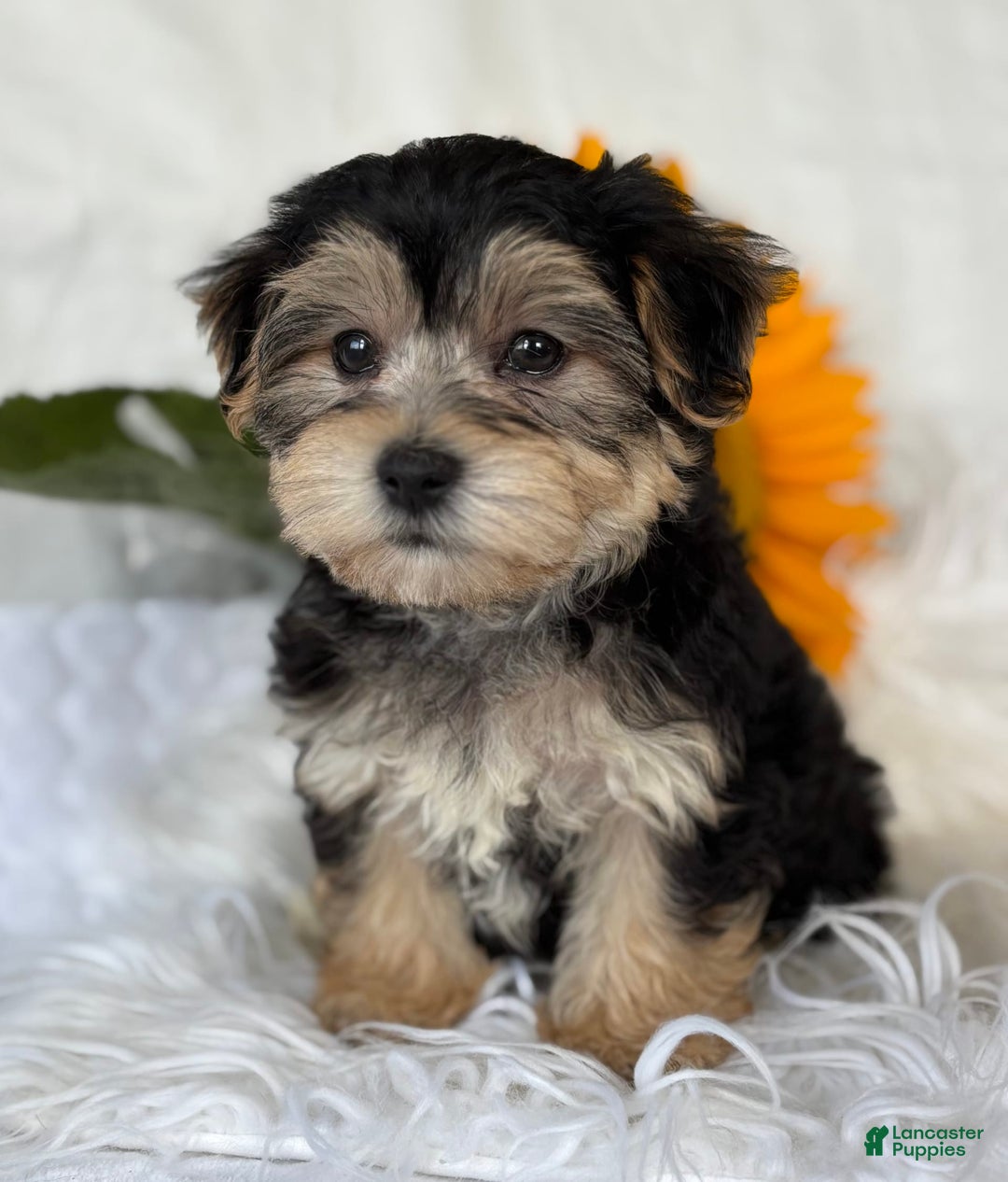 Morkie dogs for sale: LUKE - Image 5