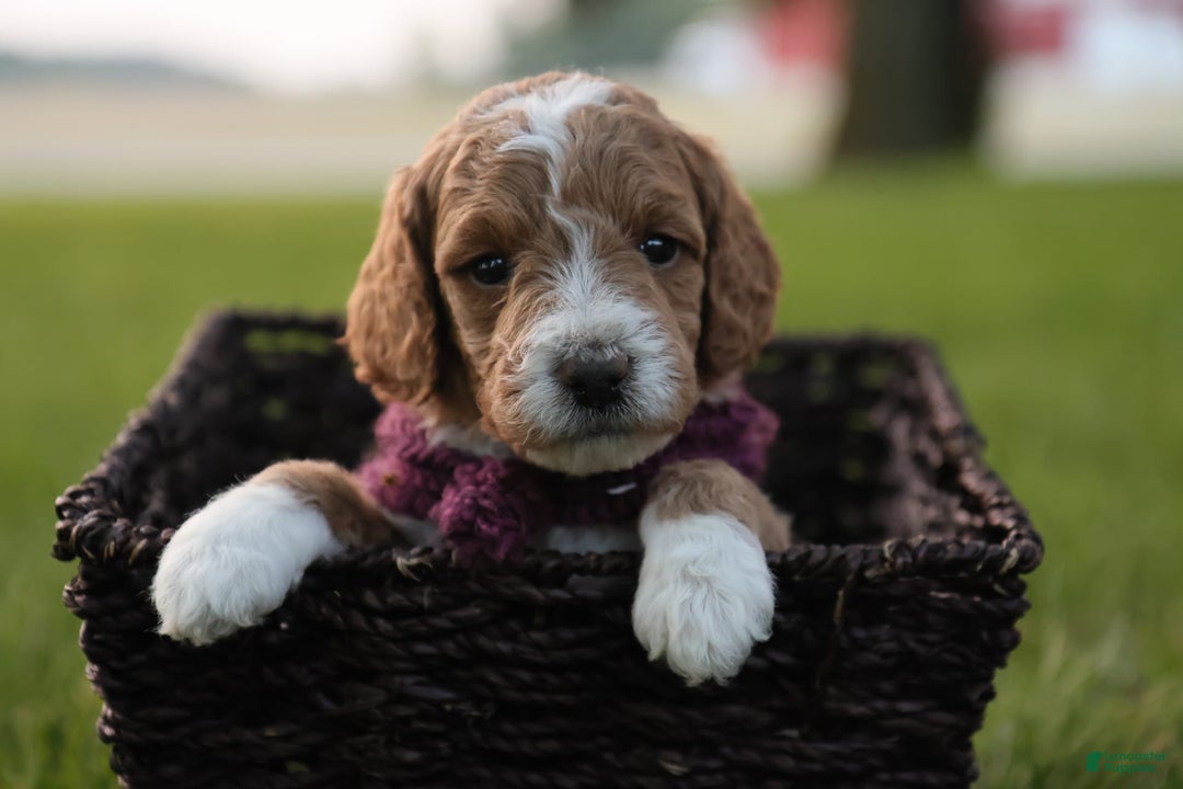 Mini Goldendoodle dogs for sale: Lily - Image 6