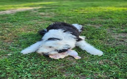 Standard Poodle dogs for sale: Cedar - Image 5