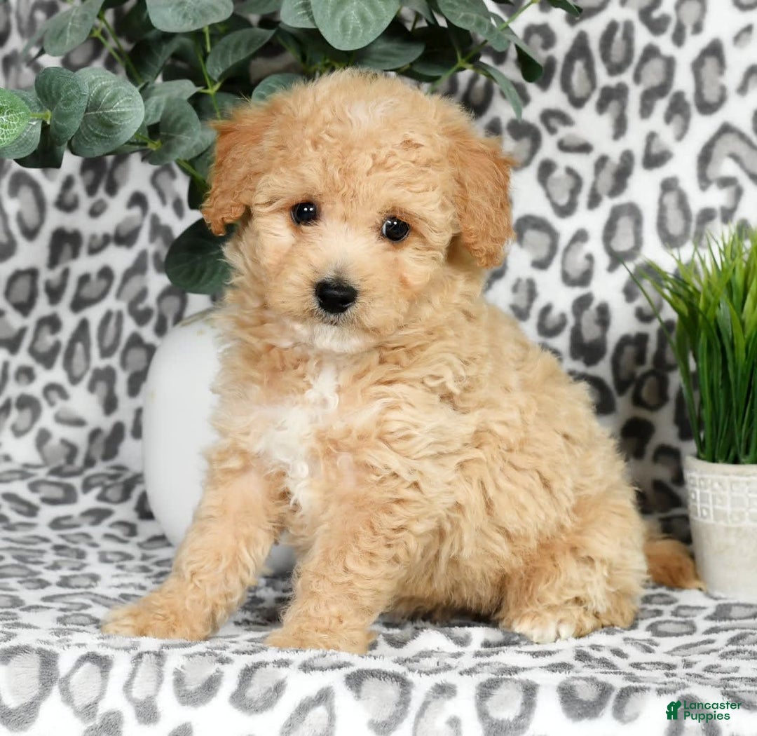 Bichpoo dogs for sale: Nora - Image 8
