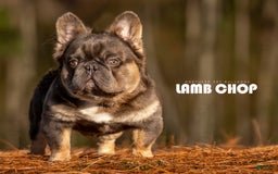 French Bulldog dogs for sale: Venus - Image 6