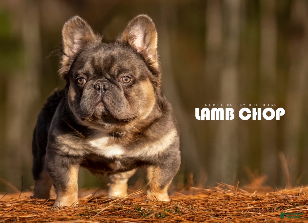French Bulldog dogs for sale: Venus - Image 6