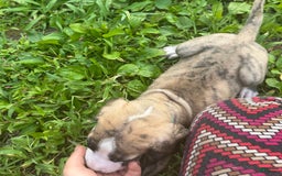 Great Dane dogs for sale: Doodle - Image 5